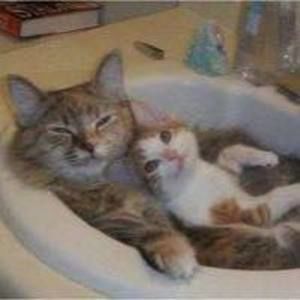 Meet your Posher, Frank